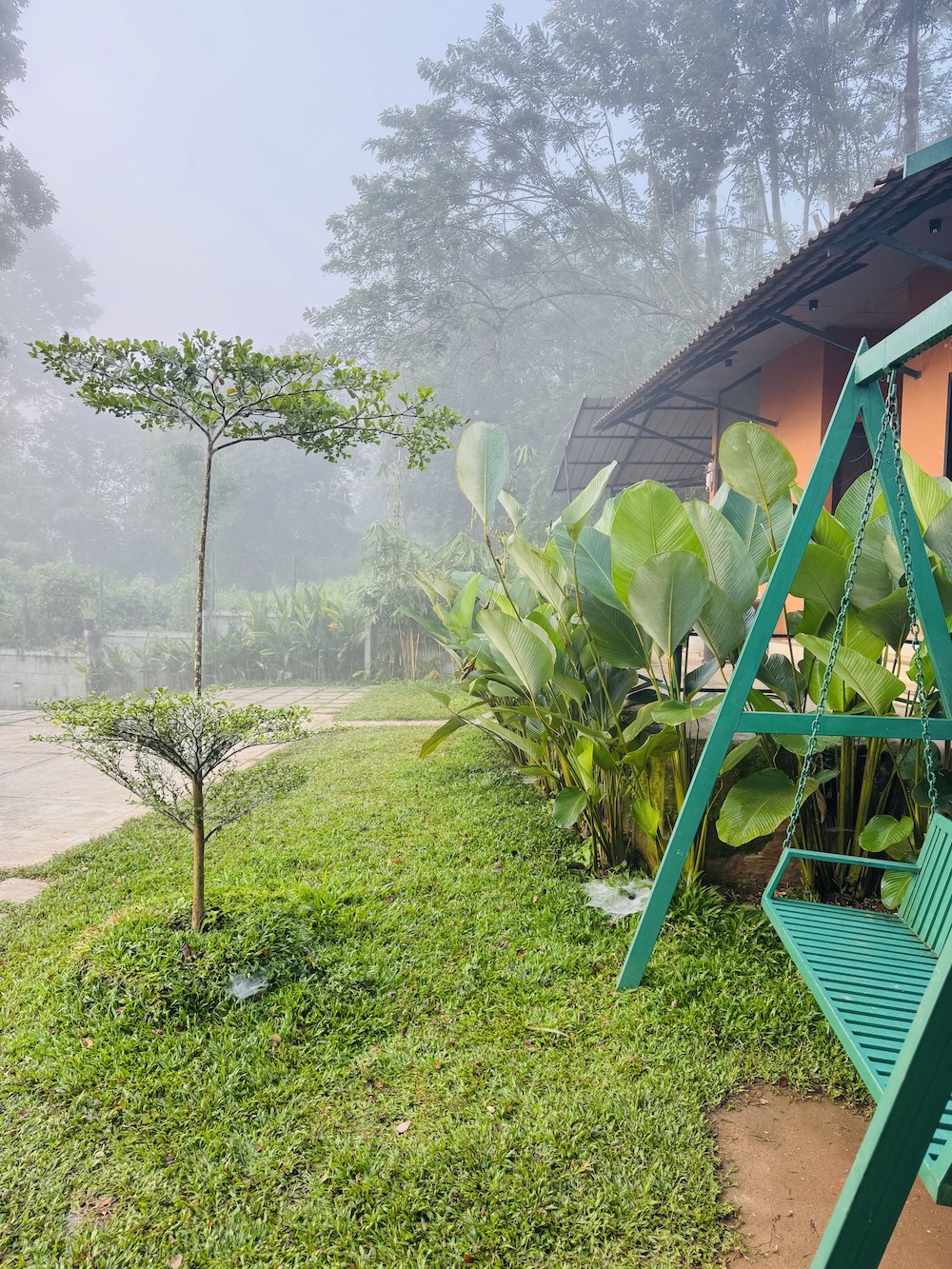 Misty Morning